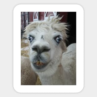 Alpaca Sticker